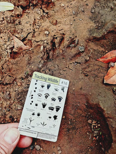 flatlay photograph of the tracking card alongside other Grim Workshop skill cards